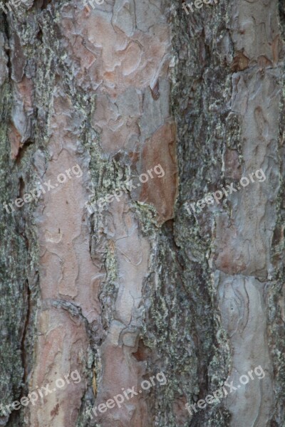 The Bark Forest Tree Texture The Background