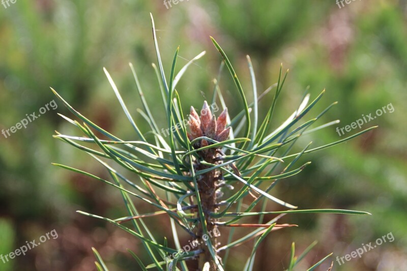 Fir Needles Coniferous Forest Closeup