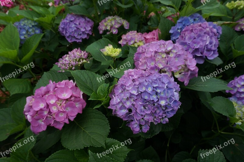 Flowers Purple See Flowers Blue Garden