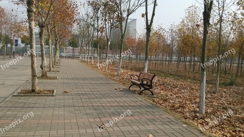 Autumn School Roadside Stroll Bench