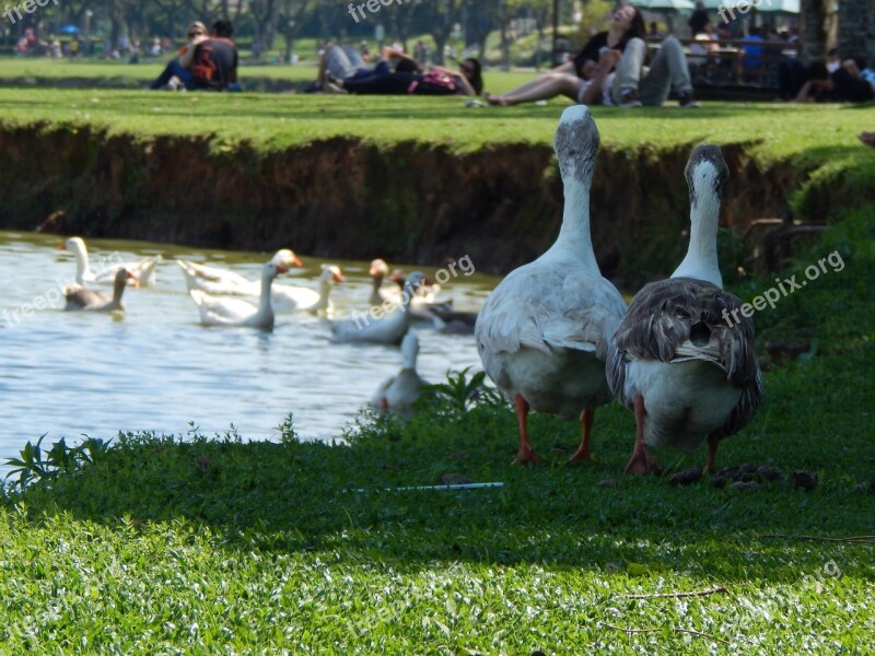 Water Ducks Lake Grass Birds