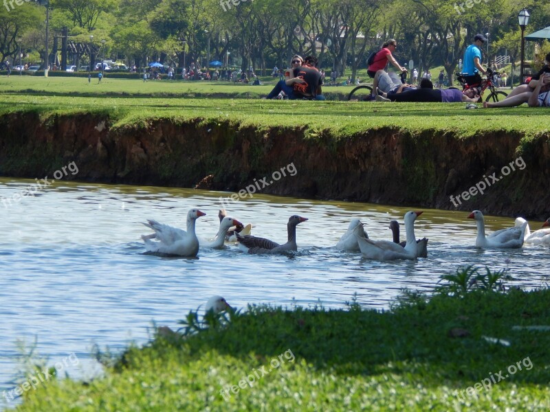 Water Birds Grass Park Picnic