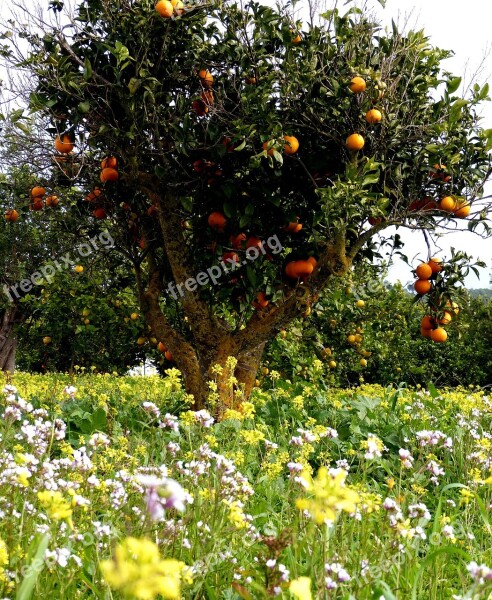 Oranges Orange Tree Flowers Flower Meadow Tree