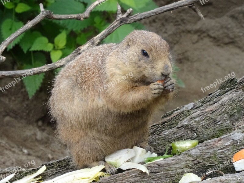 Marmot Zoo Rodent Gophers Cute