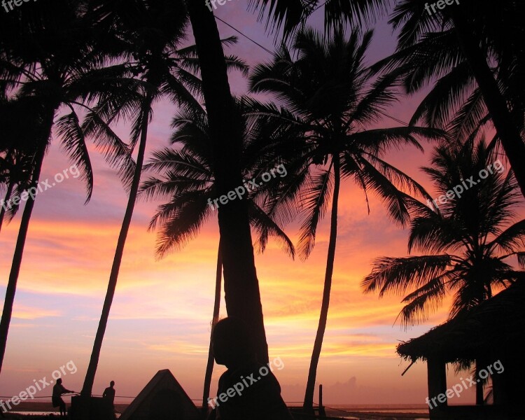 Sunset Palm Trees India Beach Tropical