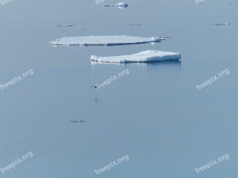 Ice Floe Norwegian Sea Gull Winter Ice