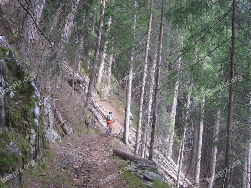 Forest Abyss Tree Mountains Away