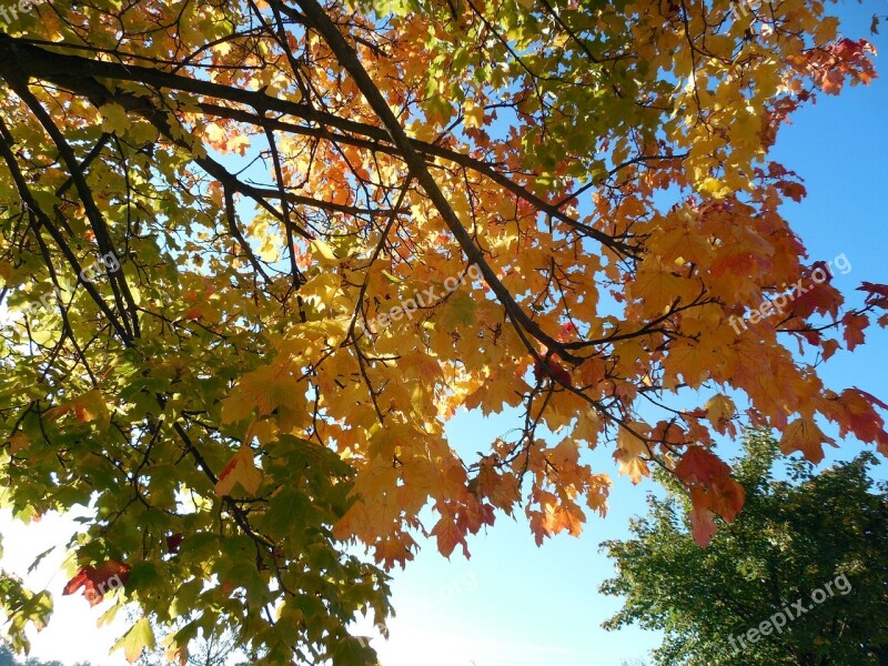 Autumn Emerge Leaves Fall Leaves Autumn Colours