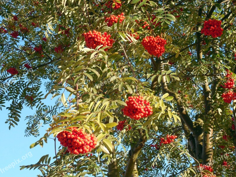 Rowan Mountain Ash Berries Red Ash