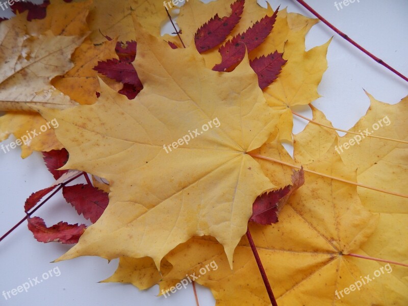 Maple Leaf Autumn Leaves Yellow Leaves Yellow Autumn Leaves