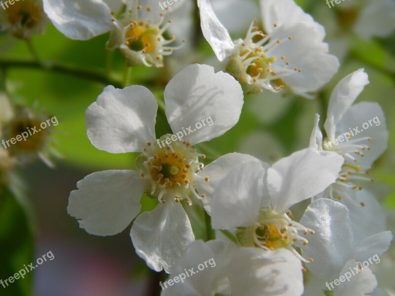 Bird-cherry Tree White Flowers Macro Macro Photography Closeup