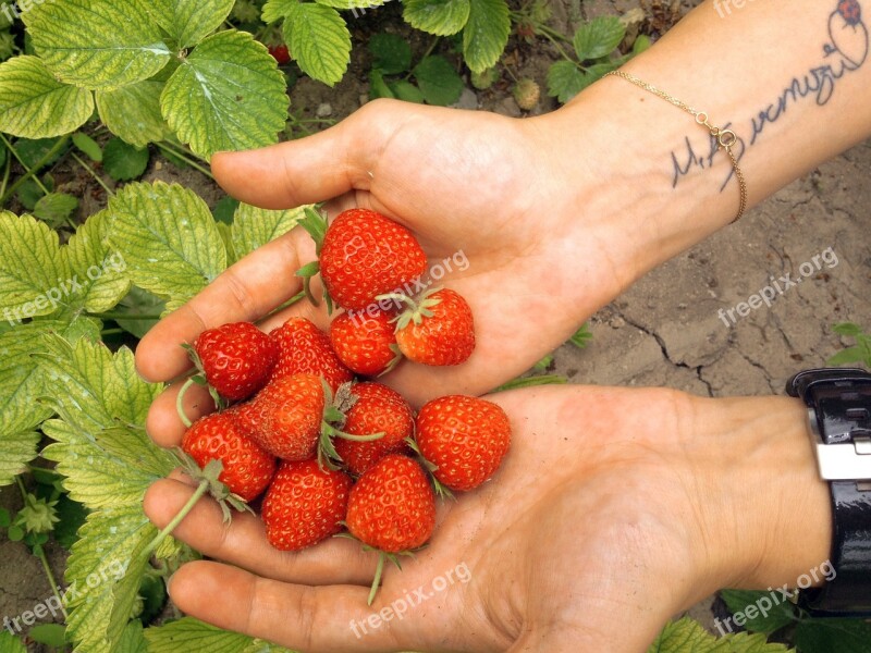 Strawberry Nature Garden Village Red