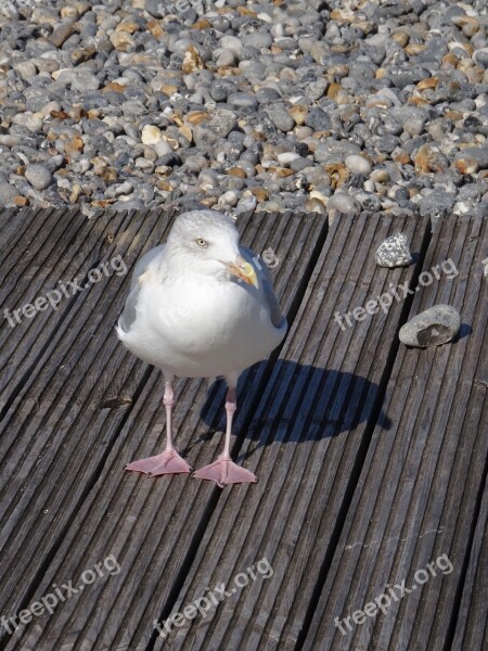 Seagull Bird Gull Beach Stones