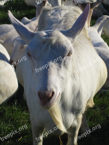 Goat Portrait Pet Bart Goat Livestock