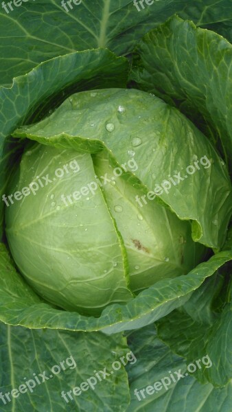 Cabbage Food Plant Green Vegetable