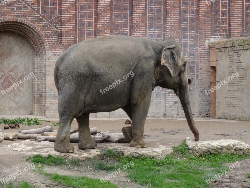 Elephant Zoo Animal Portrait Pachyderm Free Photos