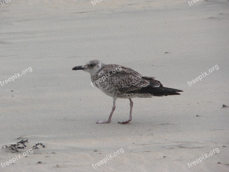 Seagull Young Bird Seevogel Beach Sea