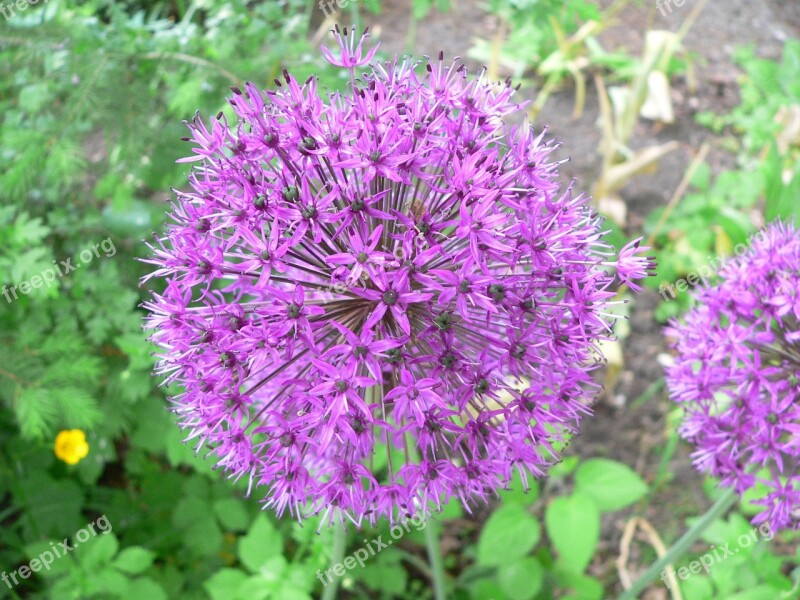 Ball Leek Zwiebelpflanze Inflorescence Park Pasture