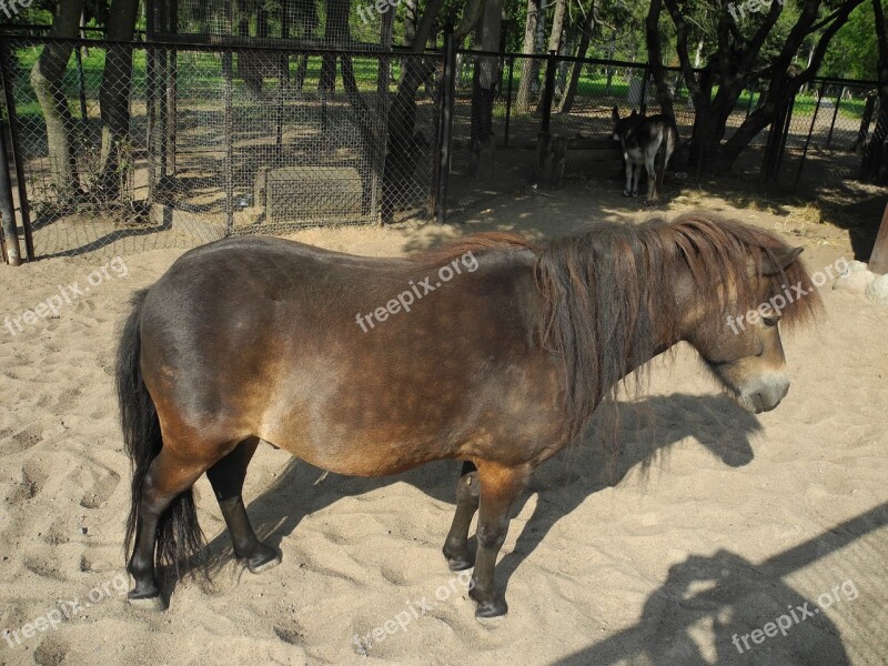 Donkey Mini Zoo Petting Zoo Animals Sand