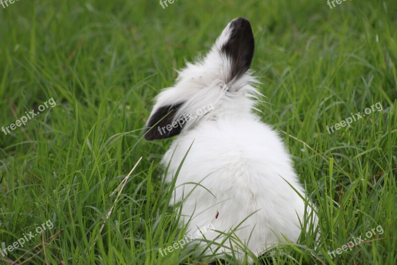 Rabbits Rabbit Bunny Nature Pets