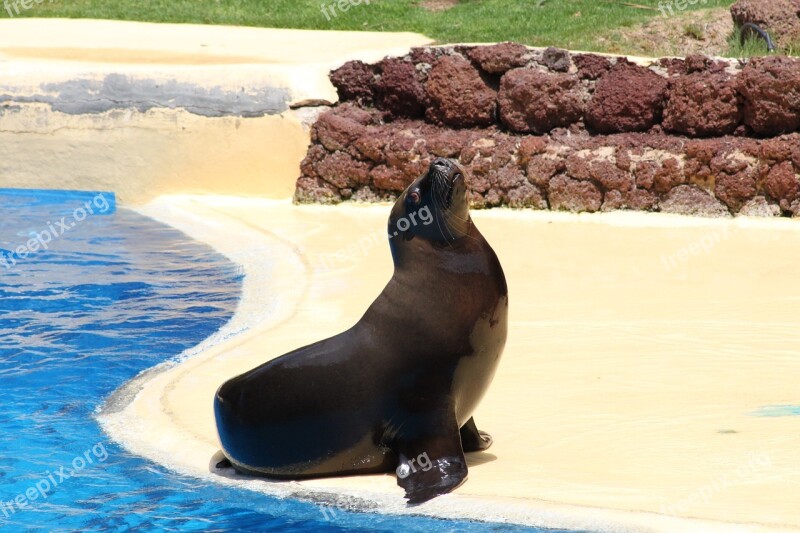 Sea ​​lion Otaria Marine Mammal Aquarium Water