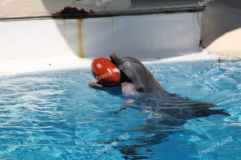 Dolphins Marine Mammals Dolphin Water Aquarium