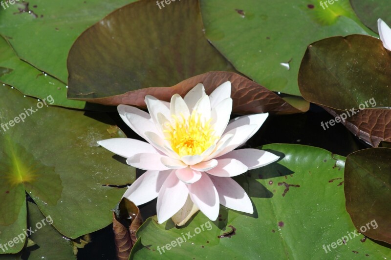 Flower Water Lilies Pond Water Petals