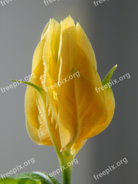 Pahistahis A Yellow Flower Bud Flower Beautiful Flower