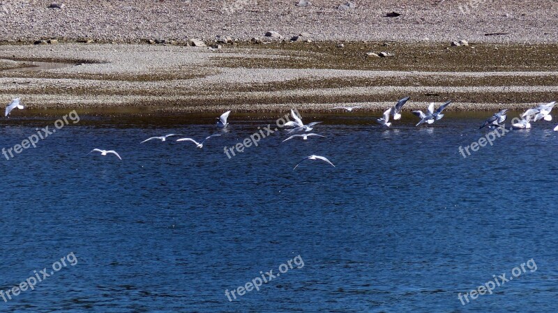 Gulls River Water Flight Port