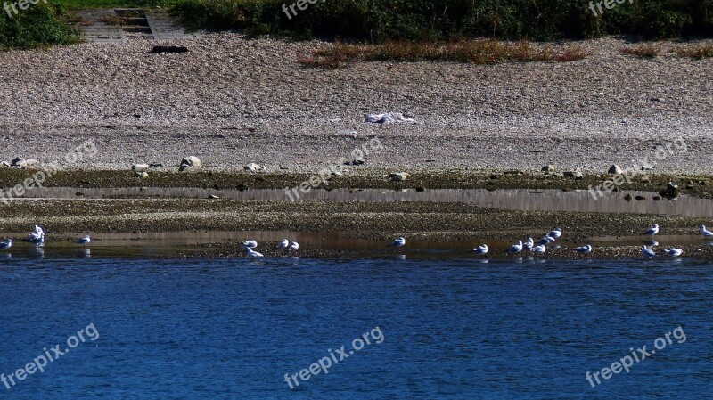 Gulls River Water Flight Port