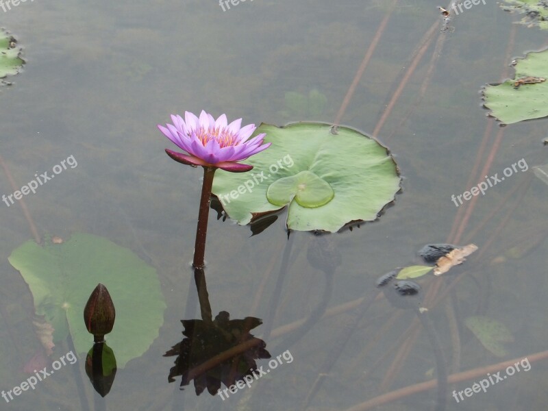 Lotus Flowers Nature Pretty Green