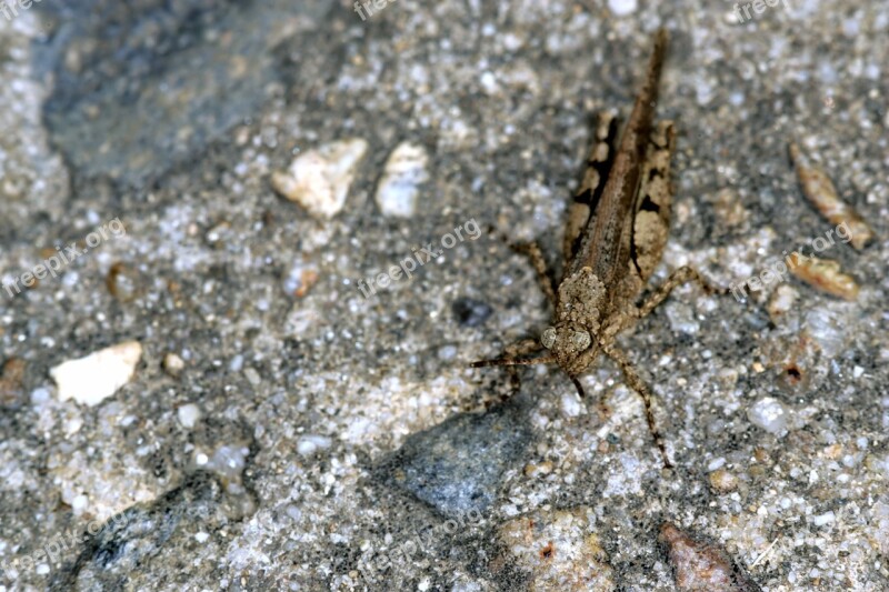 Grasshopper Insects Nature Gray Stone