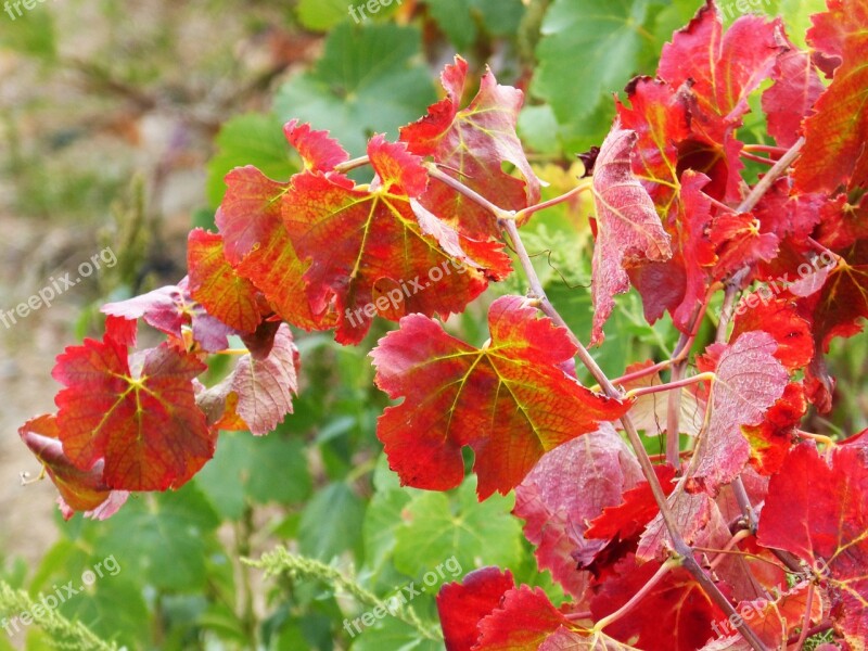 Leaves Red Vine Autumn October