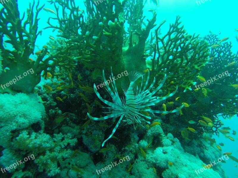 Red Sea Diving Fish Leon Coral