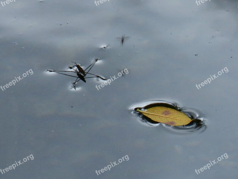 Insect Water Float Leaf Surface