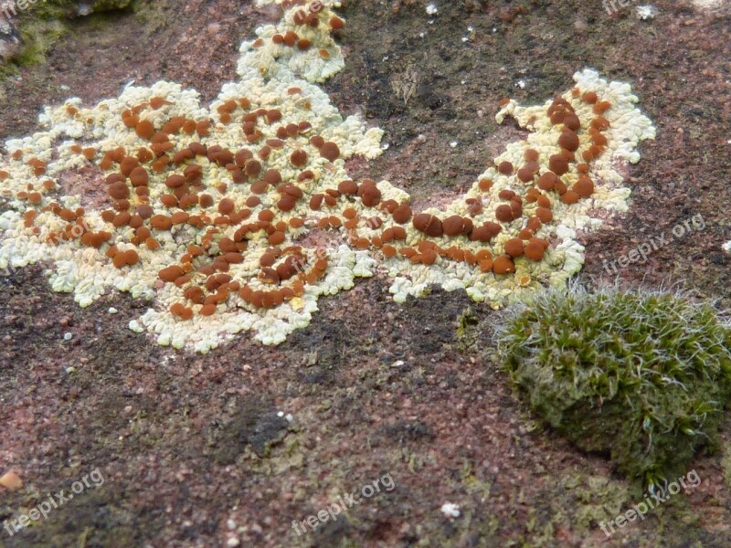 Lichen Rock Autumn Moisture Moss