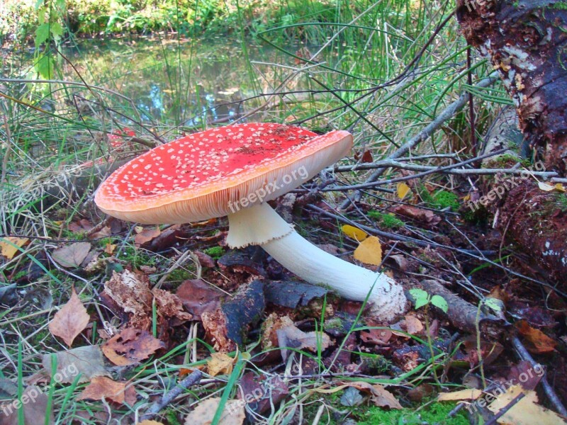 Fly Agaric Mushroom Forest Autumn Red With White Dots