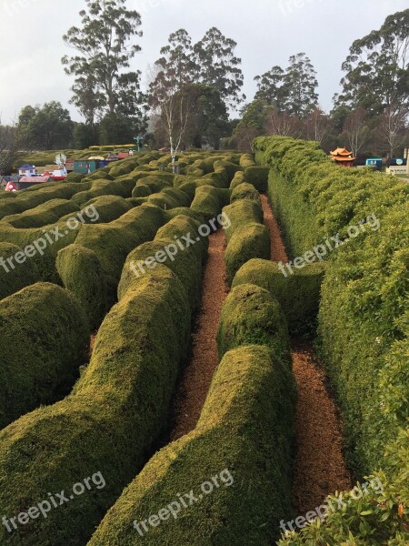 Maze Green Labyrinth Game Puzzle