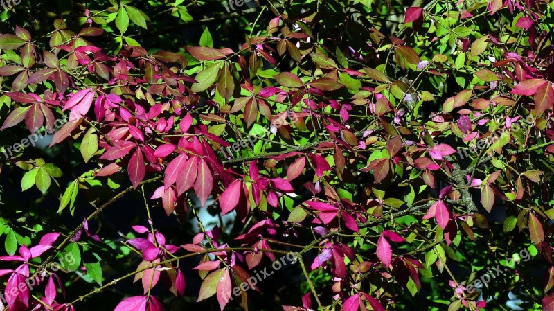 Autumn Leaves Red Fall Foliage Fall Color