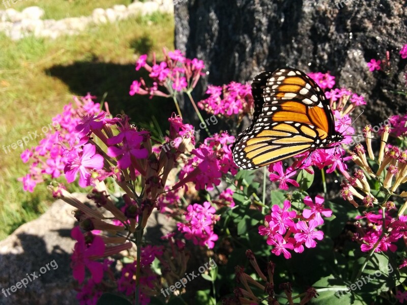 Monarch Butterfly Unpalatable Monarch Butterfly Colorful