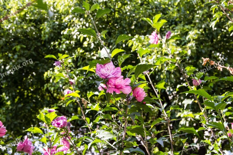 Plant Flowers Purple Pink Views Hibiscus