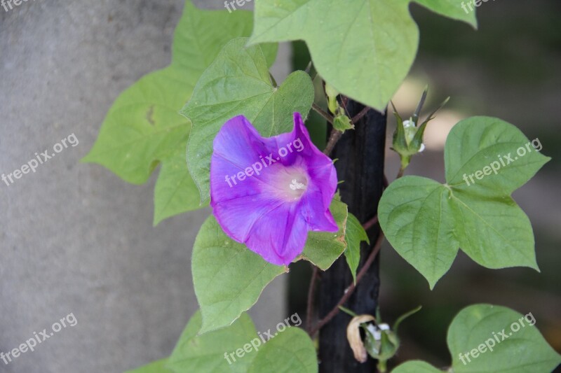 Petunia Plant Flowers Morning Glory Natural