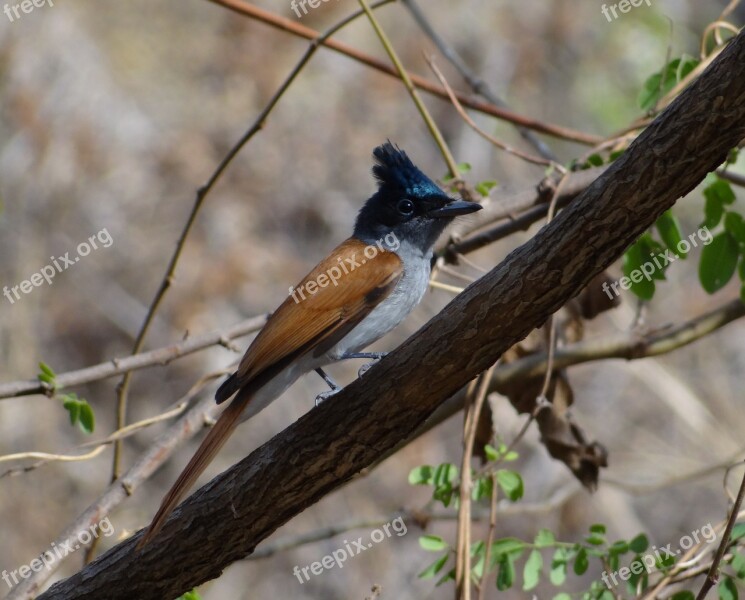 Asian Paradise Flycatcher Bird Pune India Brown Wings