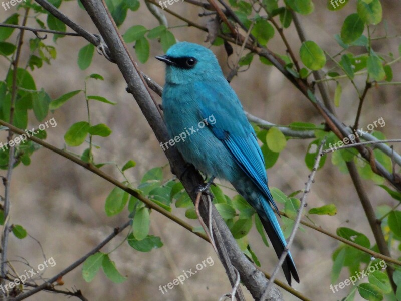 Flycatcher Bird Blue Feather Black Eye Pune