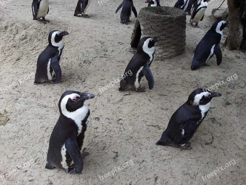 Penguins Zoo Münster Allwetterzoo Water Bird