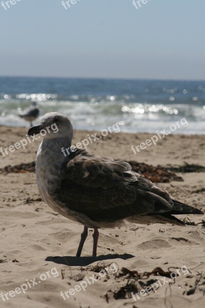 Beach Seagull Sea Ocean Nature