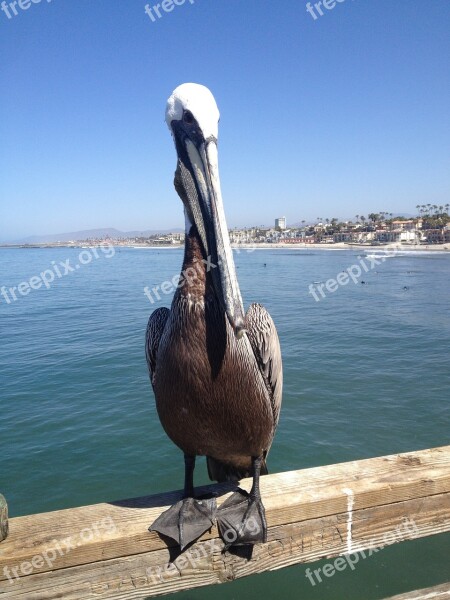 Pelican Bird Nature Wildlife Animal