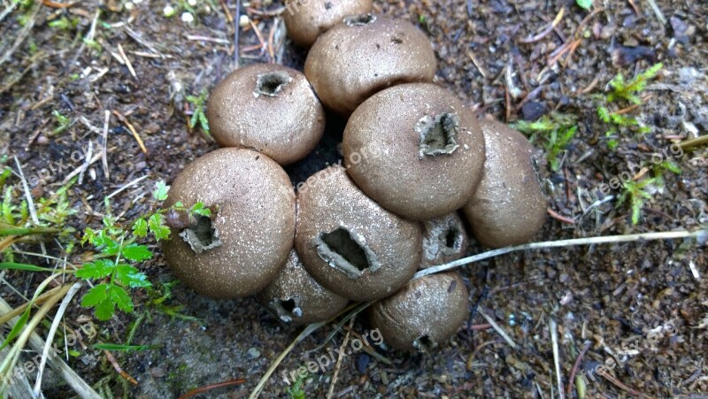 Puffball Fungus Mushroom Fungi Free Photos