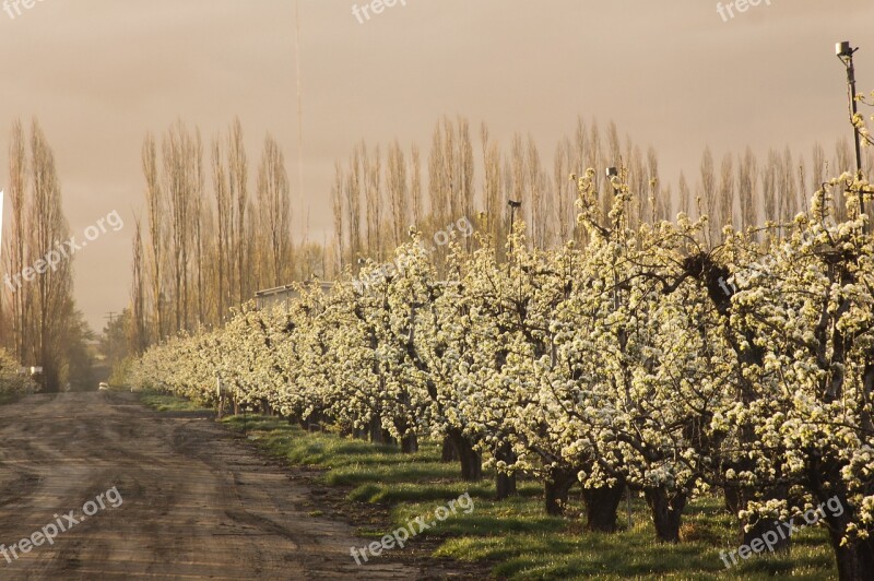 Orchard Pear Trees Blossoms Fruit Farm