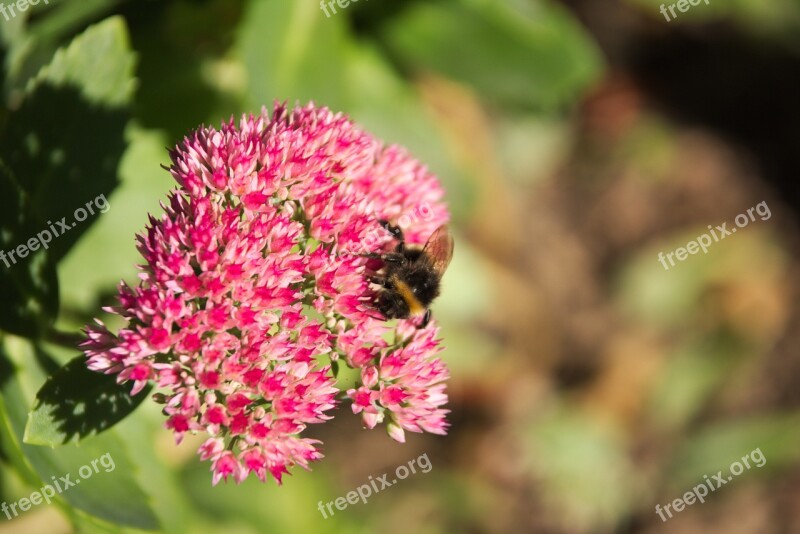 Stonecrop Autumn Joy Bee Sedum Telephium Garden